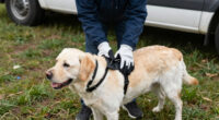Tokyo Labrador Lochaber Rescue