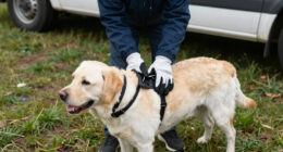 Tokyo Labrador Lochaber Rescue