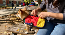 12 Best Dog Backpacks for School in 2026