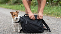 7 Best Dog Backpacks for Walks in 2026