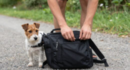 7 Best Dog Backpacks for Walks in 2026