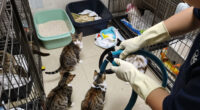 ASPCA Removes More Than 100 Cats From Unsanitary, Overcrowded Conditions