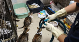 ASPCA Removes More Than 100 Cats From Unsanitary, Overcrowded Conditions