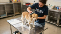 Clear The Shelters: Hundreds Of Homeless Pets Available At OC Animal Care