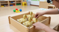 Ducklings Early Learning Center Surges In Global Coverage