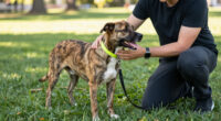 How The Rescue Effect Helped Shelter Dog Brixton Find A Home