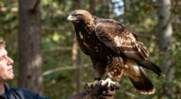 Jackie The Eagle