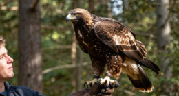 Jackie The Eagle