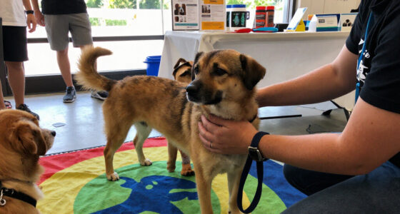Meet These Dogs And More At Our Upcoming Adoption Events In NYC!