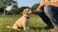 These Pups Would Love A Break From The Shelter — Become A Foster Today!