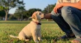These Pups Would Love A Break From The Shelter — Become A Foster Today!