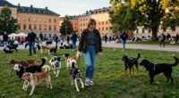 8,800 Dogs Visit Stockholm This Weekend