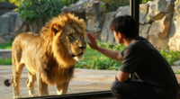 ライオンの状況について（9/4更新） | 多摩動物公園 - Tokyo-zoo.net