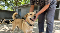 Dogs Adopt Kyiv: From Shelter To Community