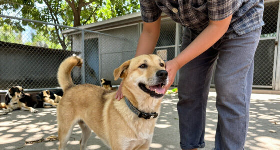 Dogs Adopt Kyiv: From Shelter To Community