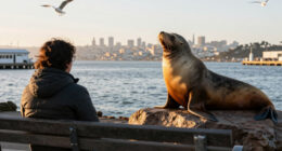 Is Chonkers Back? Massive Steller Sea Lion Seen Sunbathing At San Francisco's Pier 39 - ABC7 Bay Area