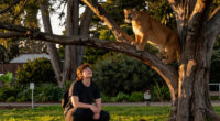 Mountain Lion Reported In A Tree In San Francisco’s Panhandle - San Francisco Chronicle