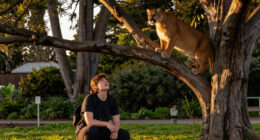 Mountain Lion Reported In A Tree In San Francisco’s Panhandle - San Francisco Chronicle
