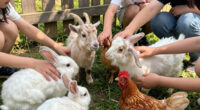 Petting Zoo