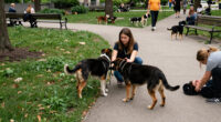 Woman Arrested After 2 Dogs Attack Person And Another Dog Near Toronto Park - CP24