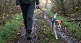 11 Best GPS Pet Trackers for Keeping Tabs on Pets in 2027