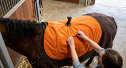 12 Best Halloween Costumes for Horses in 2027
