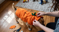14 Best Halloween Costumes for Dogs for Festive, Comfortable Dress-Up in 2027