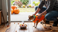 14 Best Halloween Dog Costumes for Memorable, Comfortable Dress-Up in 2027