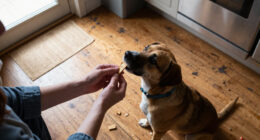 15 Best Dental Treats for Dogs in 2027