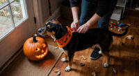 15 Best Halloween Pet Bandanas for Festive Style in 2027
