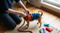 15 Best Pet Accessories and Clothing for Style and Comfort in 2027