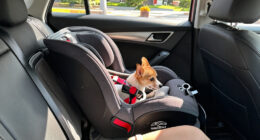 15 Best Pet Car Seats for Safer, More Comfortable Rides in 2027