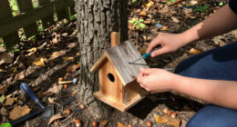 15 Best Squirrel Houses for Backyard Shelter in 2027