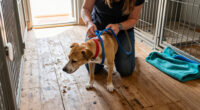 Adopt A Shelter Dog Month Is Coming To A Close — Meet Your BFF!
