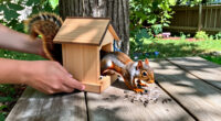 The 10 Best Squirrel Feeders