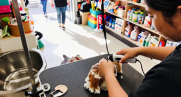 From Retail To Grooming: Pet Players Expand Store Networks