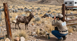 ‘It’s Trailer Park Chemistry.’ A Hybrid Bighorn Sheep Is On The Lam And That Could Be Bad News For Wild Herds