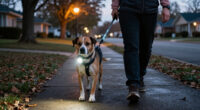 Retailers Want A Dog Headlamp. See Their Full Pet Gear Wish List.